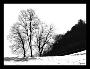 Alberi & Neve